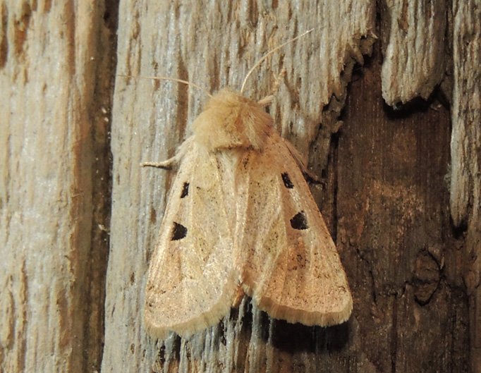 Episema grueneri ?...  Episema glaucina